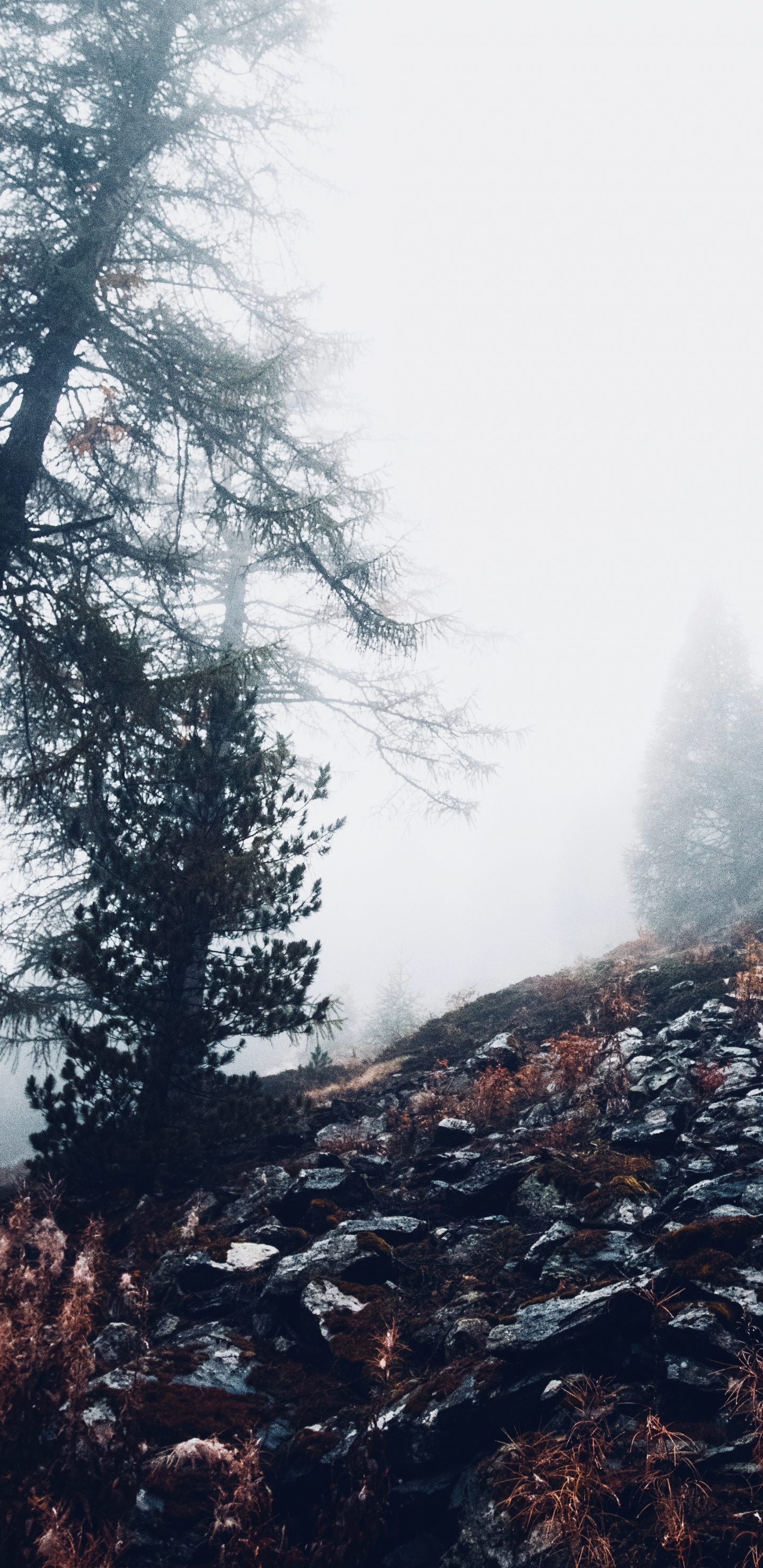 Cloud, Wald, Natürlichen Umgebung, Baum, Wildnis. Wallpaper in 1440x2960 Resolution