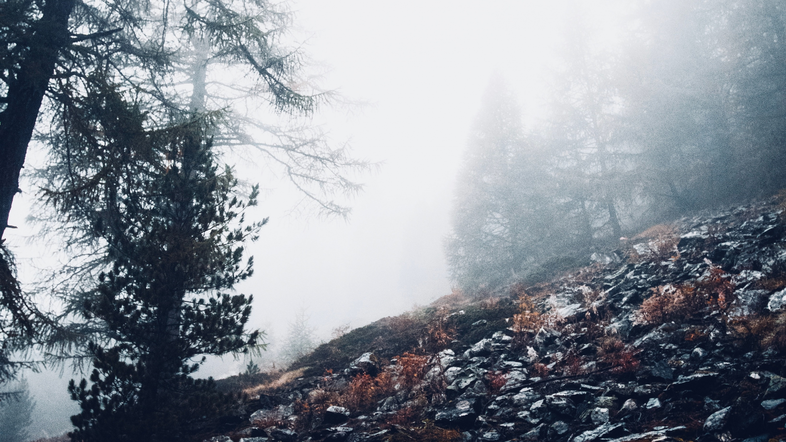 Cloud, Wald, Natürlichen Umgebung, Baum, Wildnis. Wallpaper in 2560x1440 Resolution