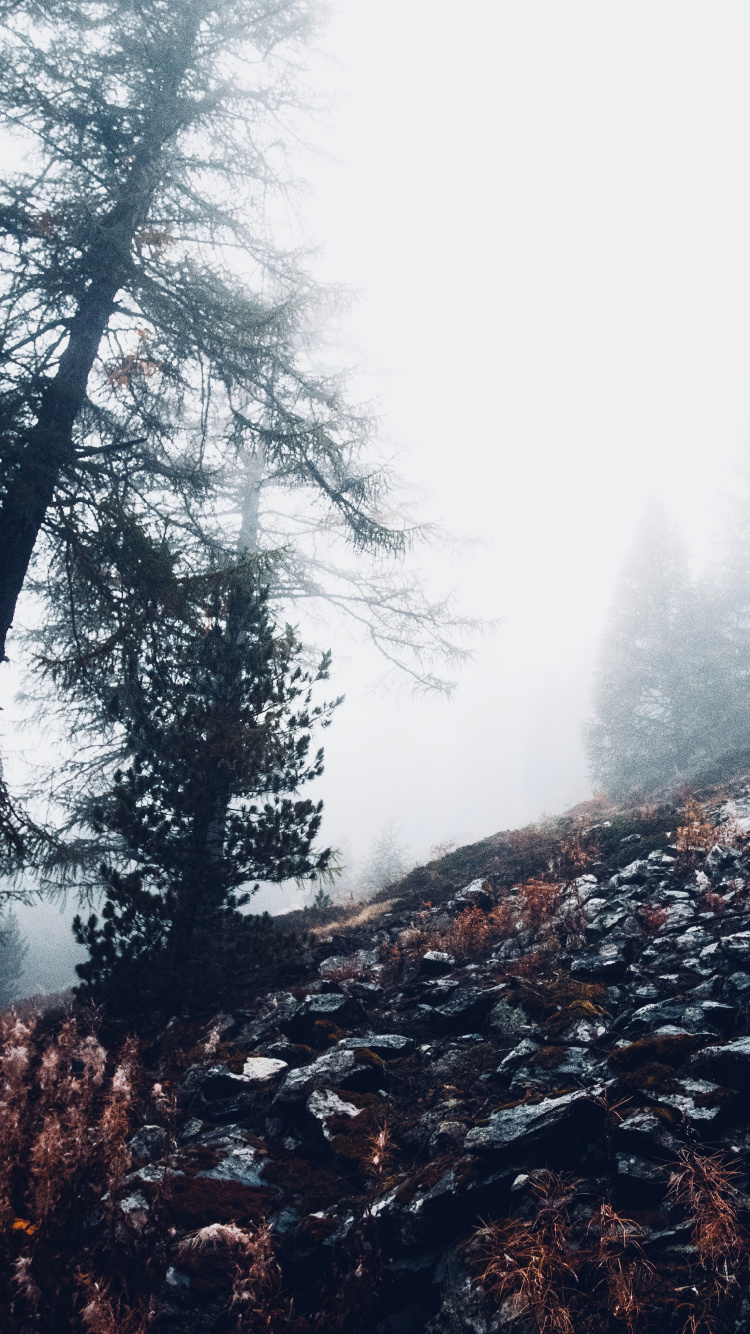 Cloud, Wald, Natürlichen Umgebung, Baum, Wildnis. Wallpaper in 750x1334 Resolution