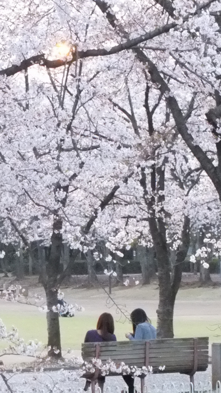 People Sitting on Bench Under White Cherry Blossom Tree During Daytime. Wallpaper in 750x1334 Resolution