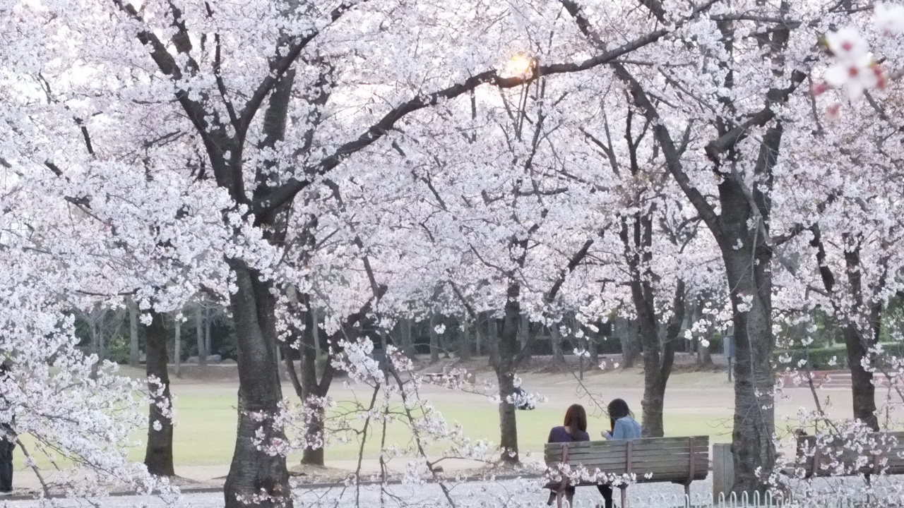 Les Gens Assis Sur un Banc Sous un Arbre de Fleurs de Cerisier Blanc Pendant la Journée. Wallpaper in 1280x720 Resolution