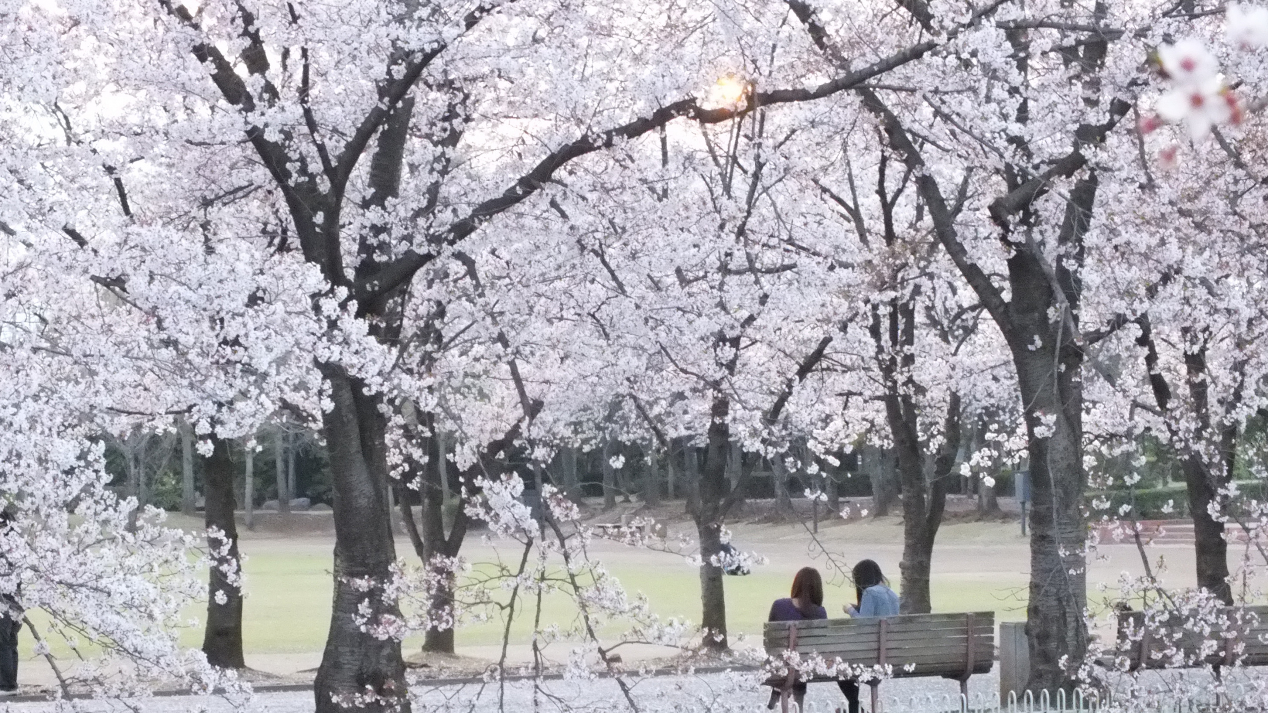 Les Gens Assis Sur un Banc Sous un Arbre de Fleurs de Cerisier Blanc Pendant la Journée. Wallpaper in 2560x1440 Resolution