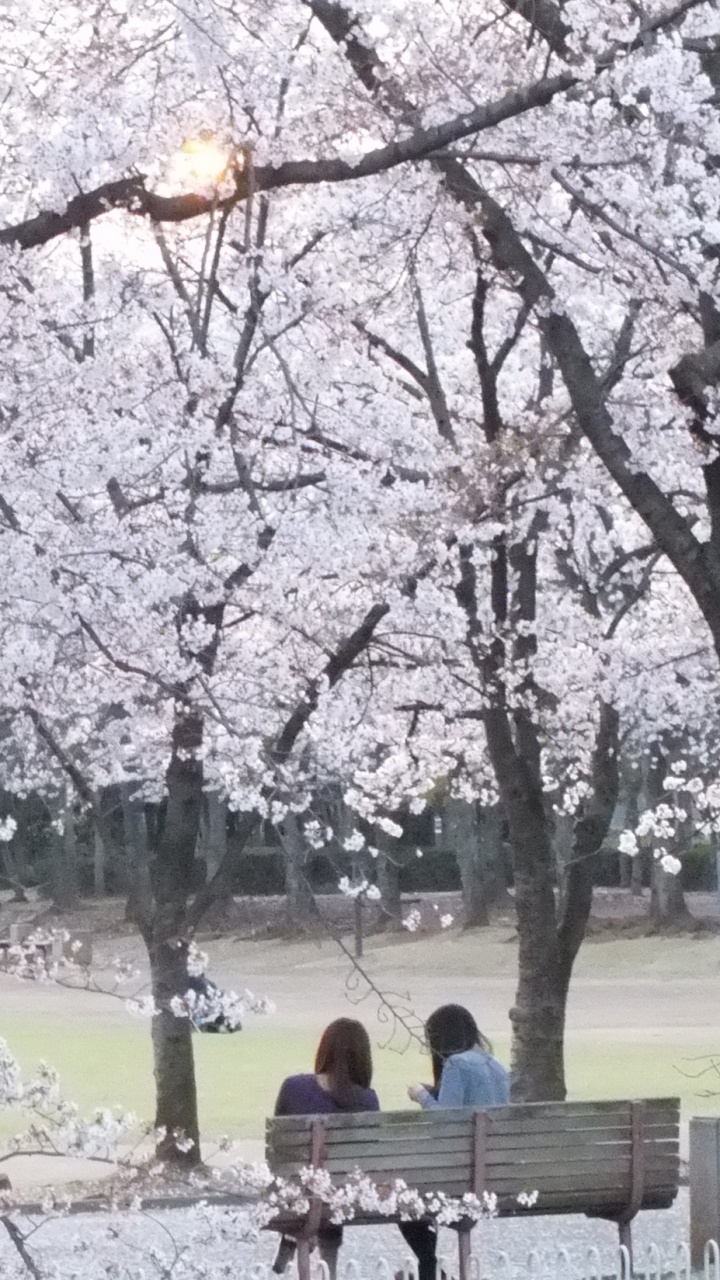 Les Gens Assis Sur un Banc Sous un Arbre de Fleurs de Cerisier Blanc Pendant la Journée. Wallpaper in 720x1280 Resolution