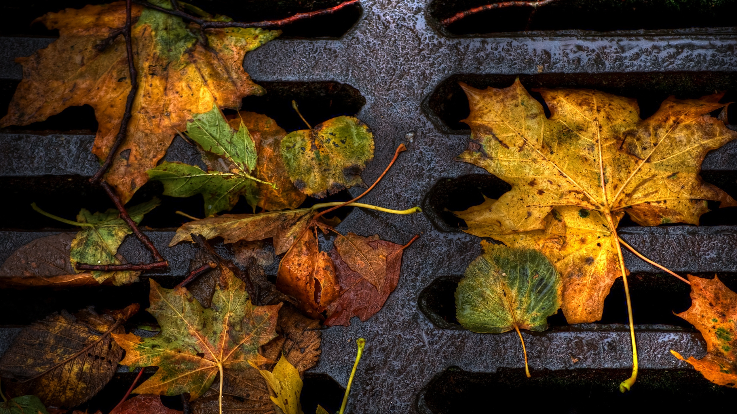 Green and Brown Leaves on Black Concrete Surface. Wallpaper in 2560x1440 Resolution