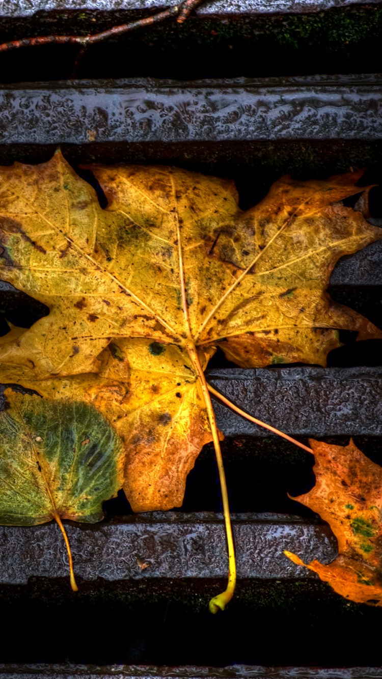 Green and Brown Leaves on Black Concrete Surface. Wallpaper in 750x1334 Resolution