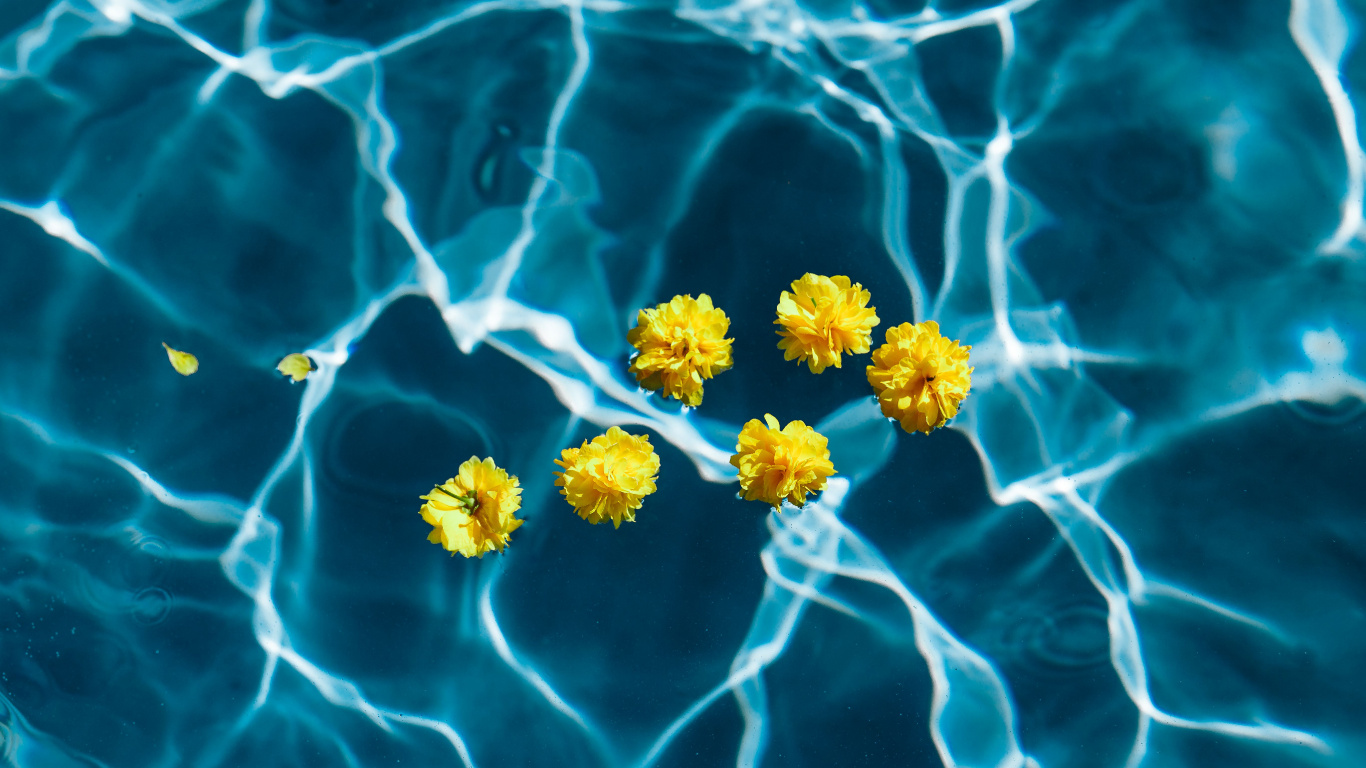 Gelbe Und Weiße Blume Auf Wasser. Wallpaper in 1366x768 Resolution