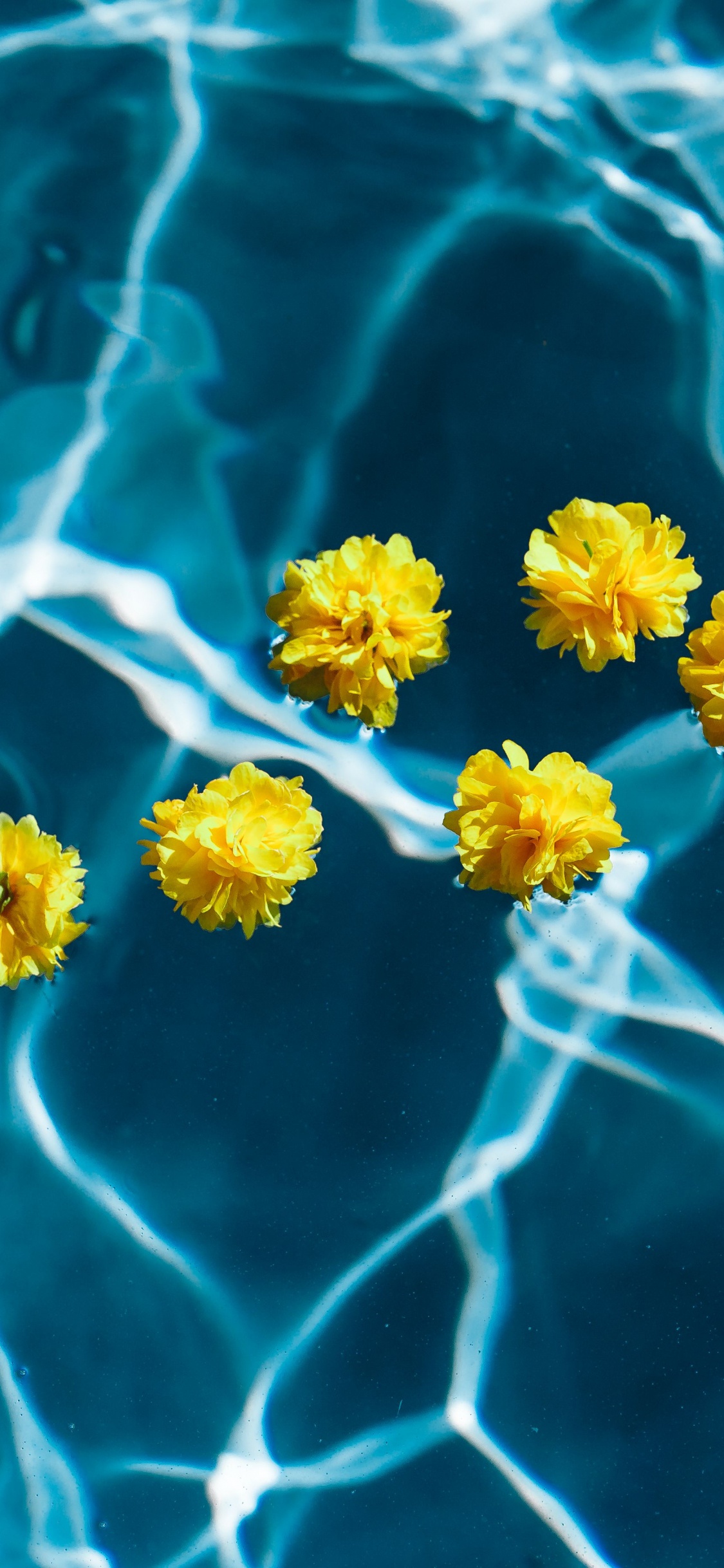 Yellow and White Flower on Water. Wallpaper in 1125x2436 Resolution