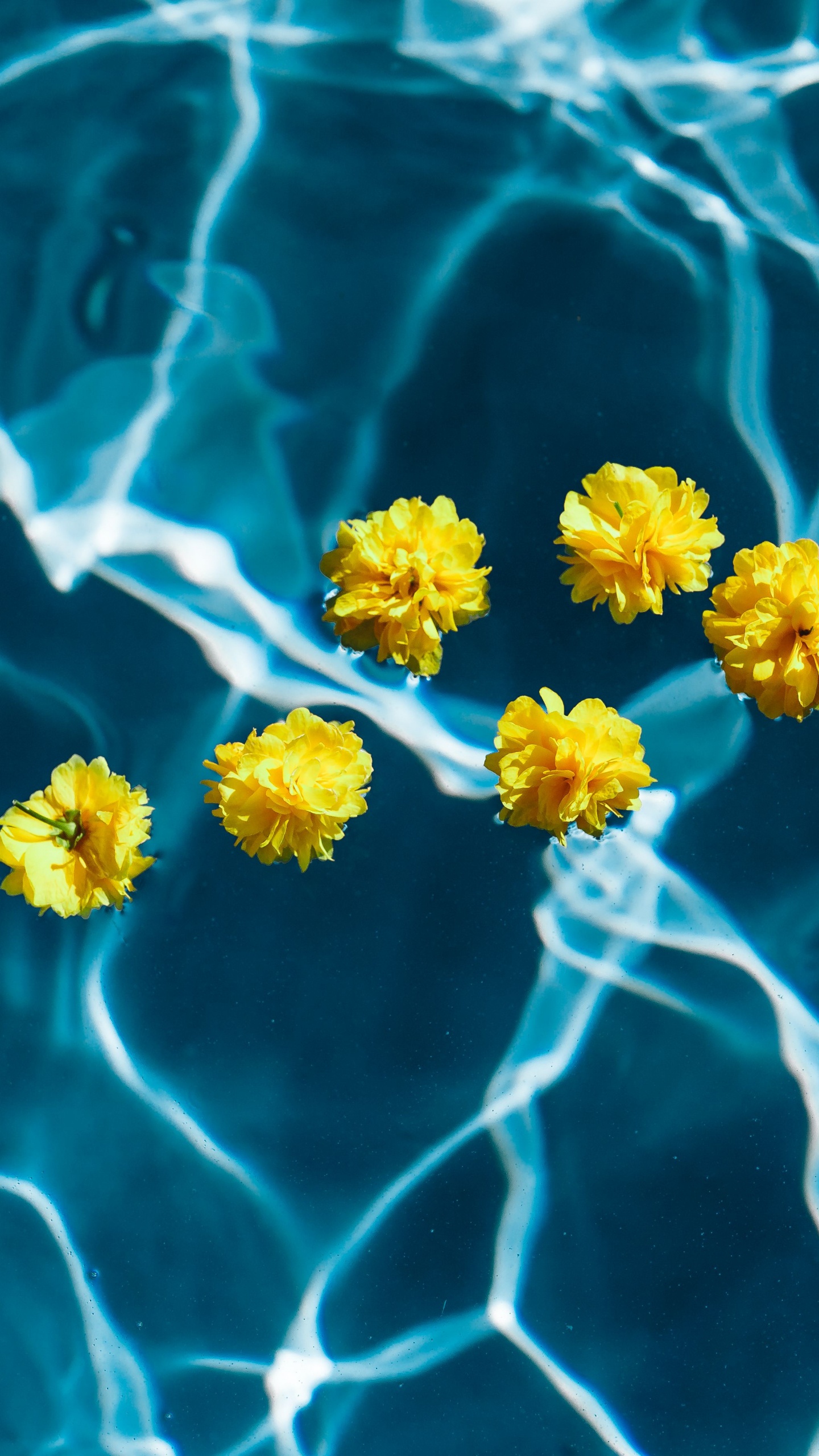 Yellow and White Flower on Water. Wallpaper in 1440x2560 Resolution