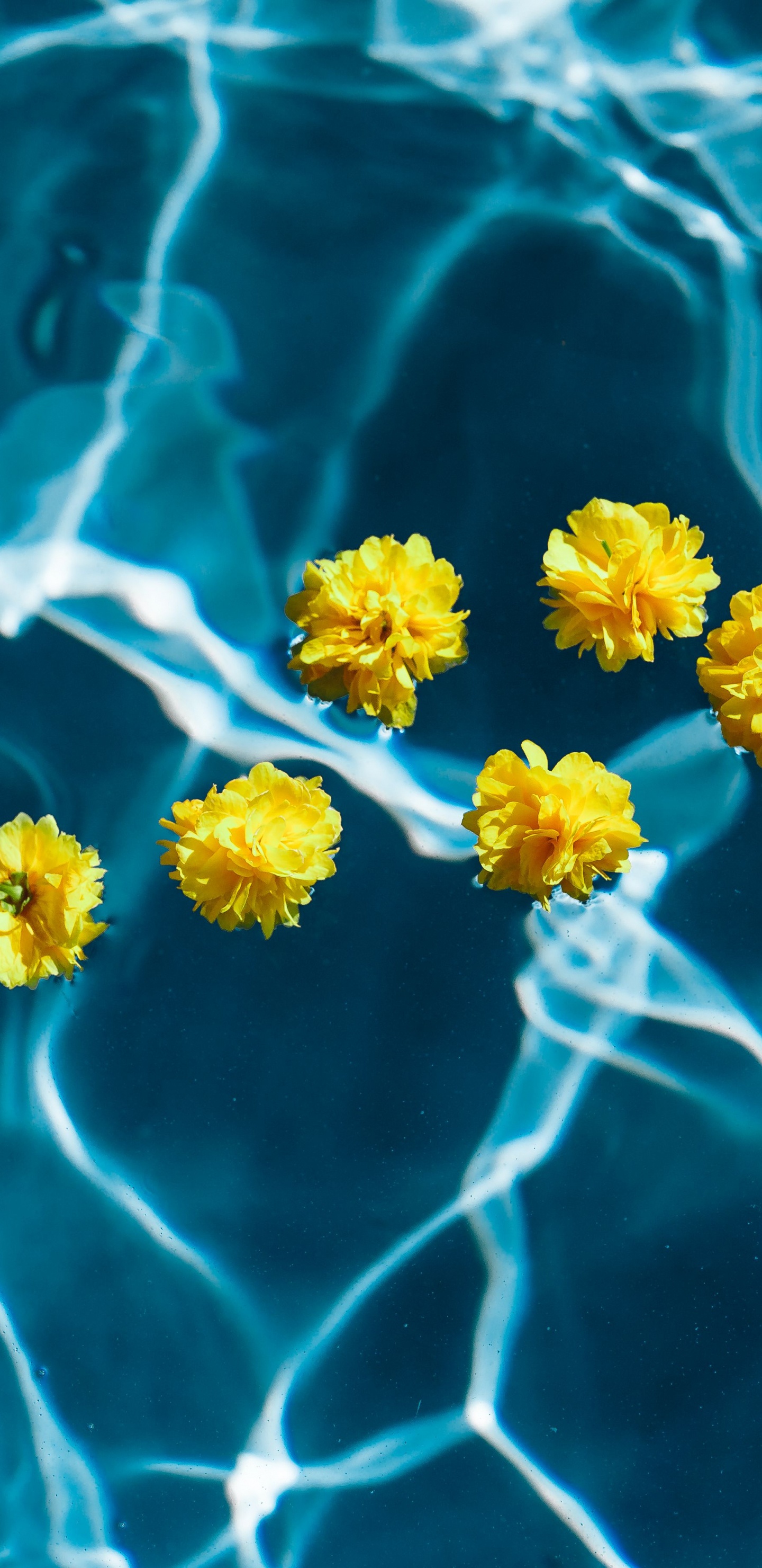 Yellow and White Flower on Water. Wallpaper in 1440x2960 Resolution