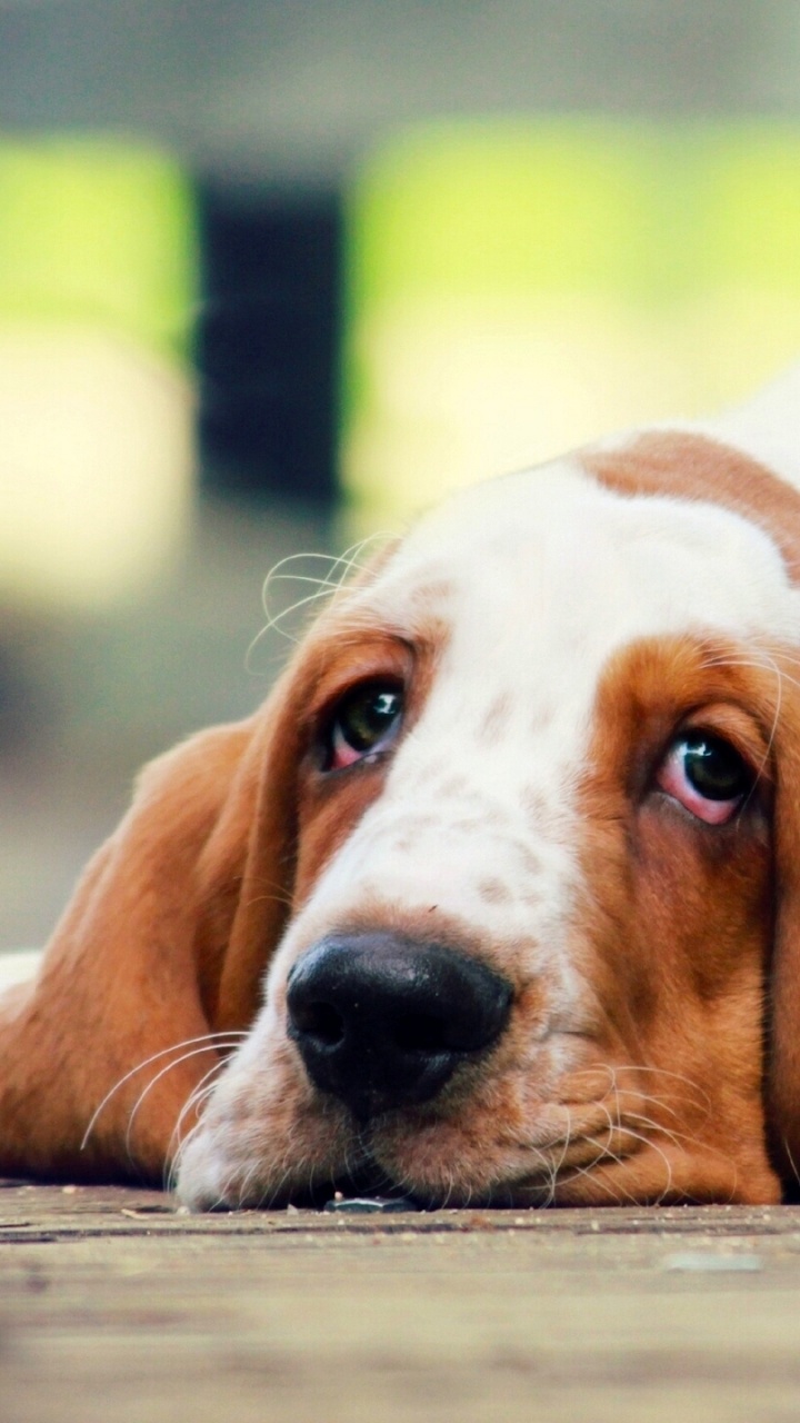 White and Brown Short Coated Dog. Wallpaper in 720x1280 Resolution