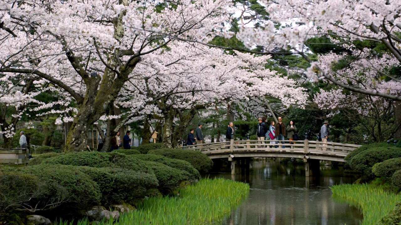 People Walking on Pathway Between Cherry Blossom Trees During Daytime. Wallpaper in 1280x720 Resolution