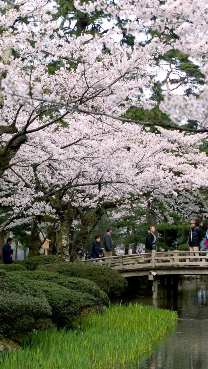 People Walking on Pathway Between Cherry Blossom Trees During Daytime. Wallpaper in 720x1280 Resolution