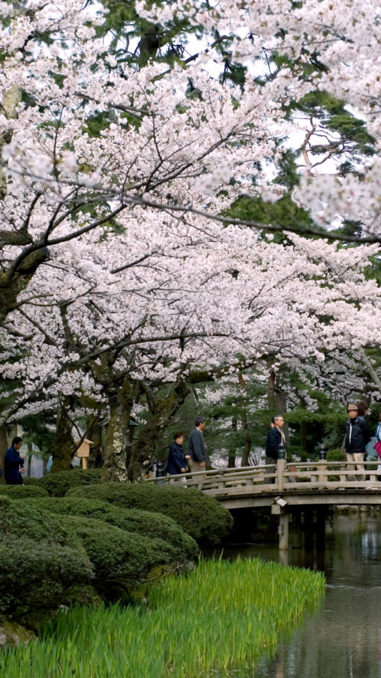 People Walking on Pathway Between Cherry Blossom Trees During Daytime. Wallpaper in 750x1334 Resolution