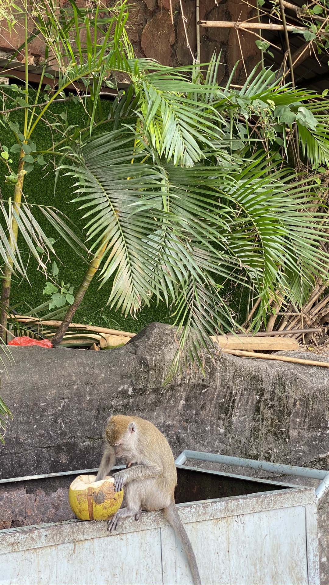 Palm Trees, Adaptation, Sabal Minor, Squirrel, Fox Squirrel. Wallpaper in 1080x1920 Resolution