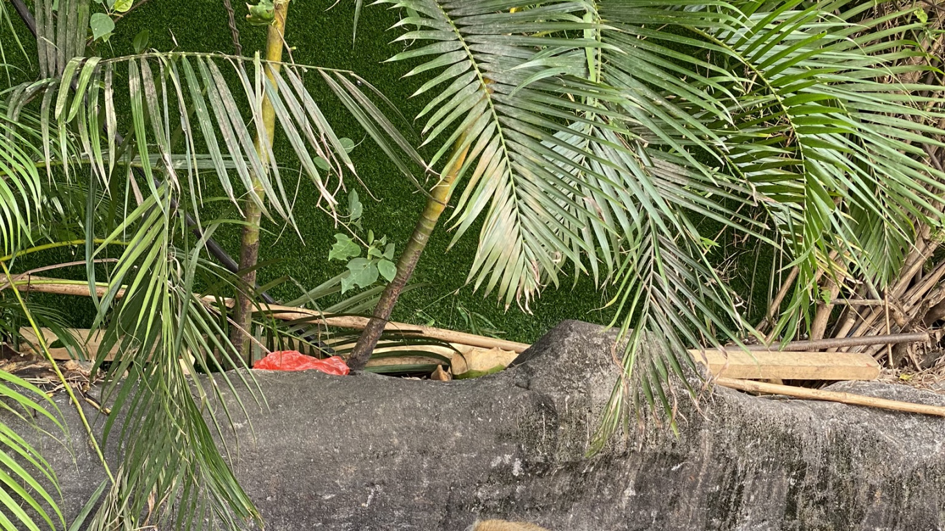 Palm Trees, Adaptation, Sabal Minor, Squirrel, Fox Squirrel. Wallpaper in 1366x768 Resolution