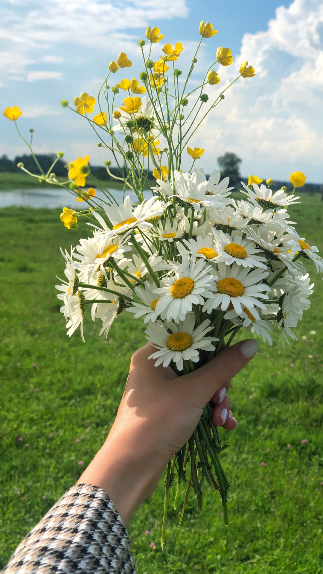 Frühjahr, Blumenmuster, Blühende Pflanze, Schnittblumen, Margerite Daisy. Wallpaper in 1080x1920 Resolution