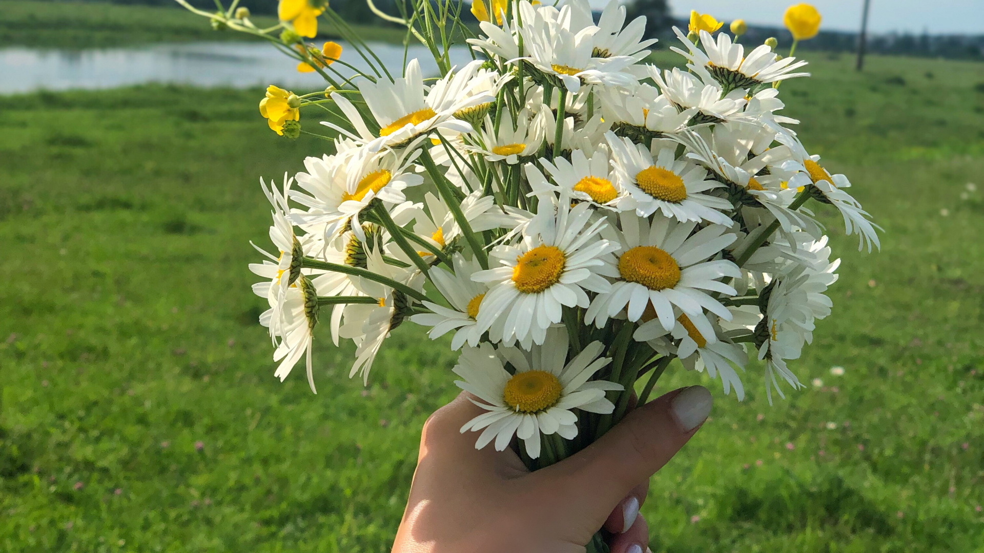 Spring, Floral Design, Flowering Plant, Cut Flowers, Flower Bouquet. Wallpaper in 1920x1080 Resolution