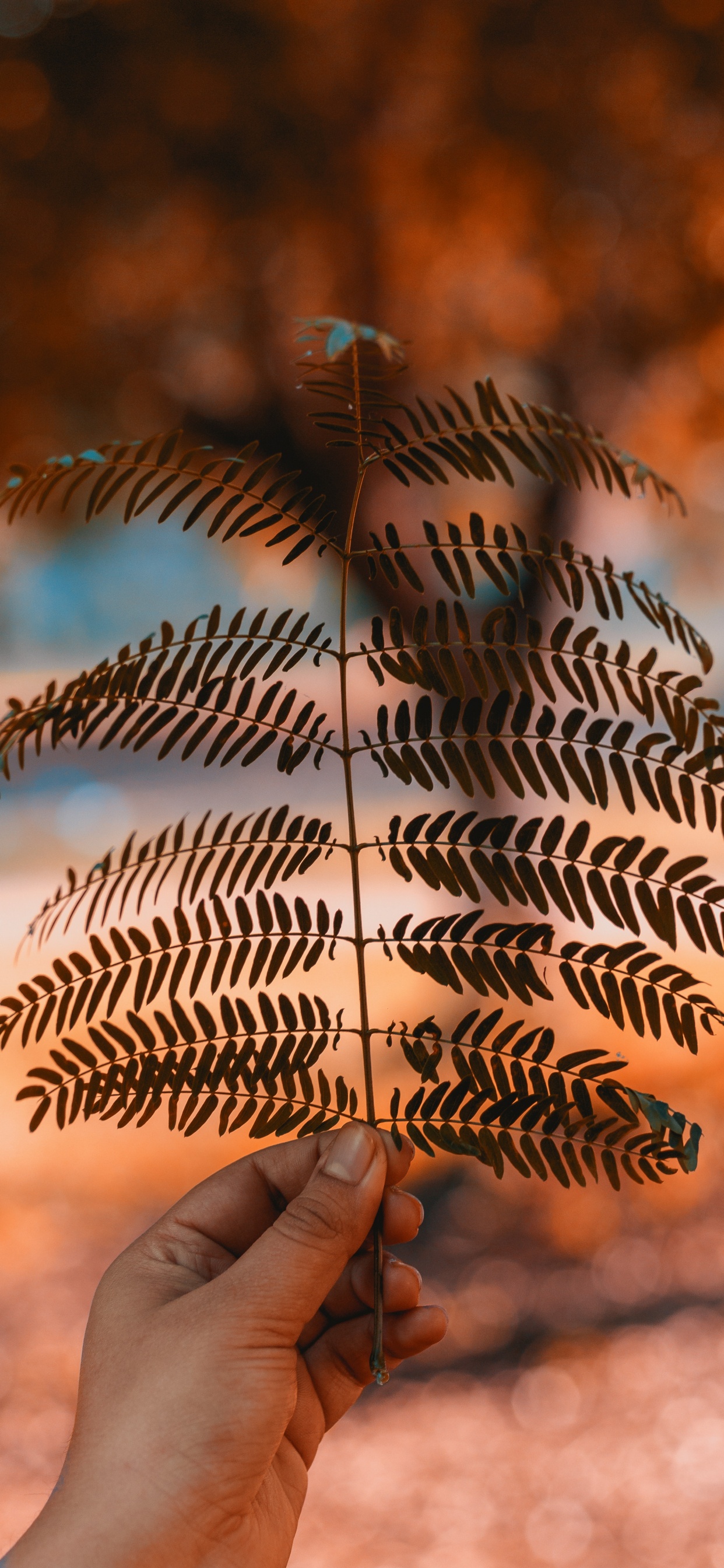 Blatt, Branch, Farn, Baum, Licht. Wallpaper in 1242x2688 Resolution