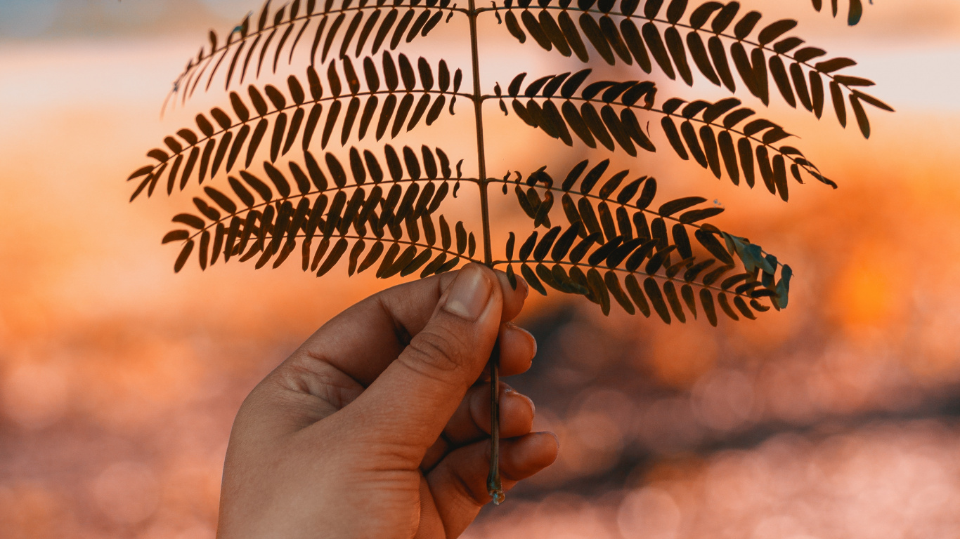 Blatt, Branch, Farn, Baum, Licht. Wallpaper in 1366x768 Resolution