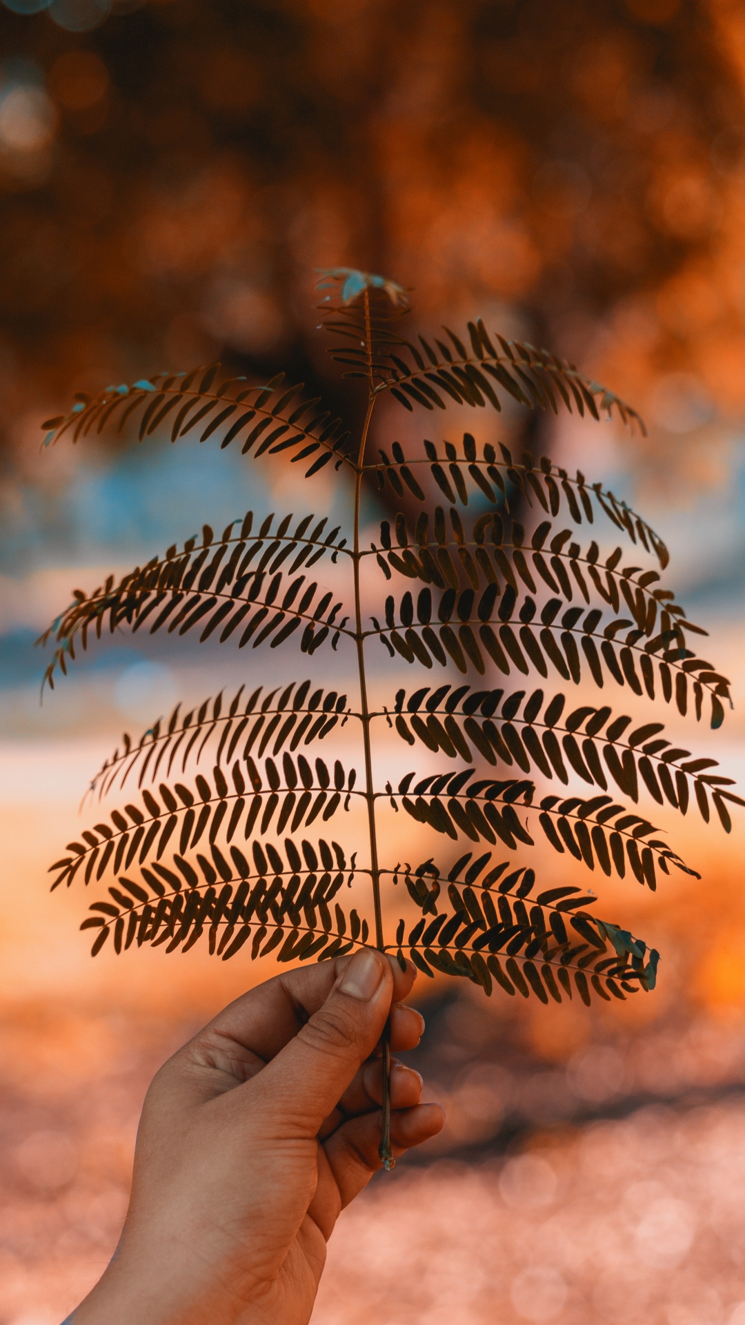 Feuille, Fougère, Lumière, Usine, Plantes Vasculaires. Wallpaper in 1080x1920 Resolution