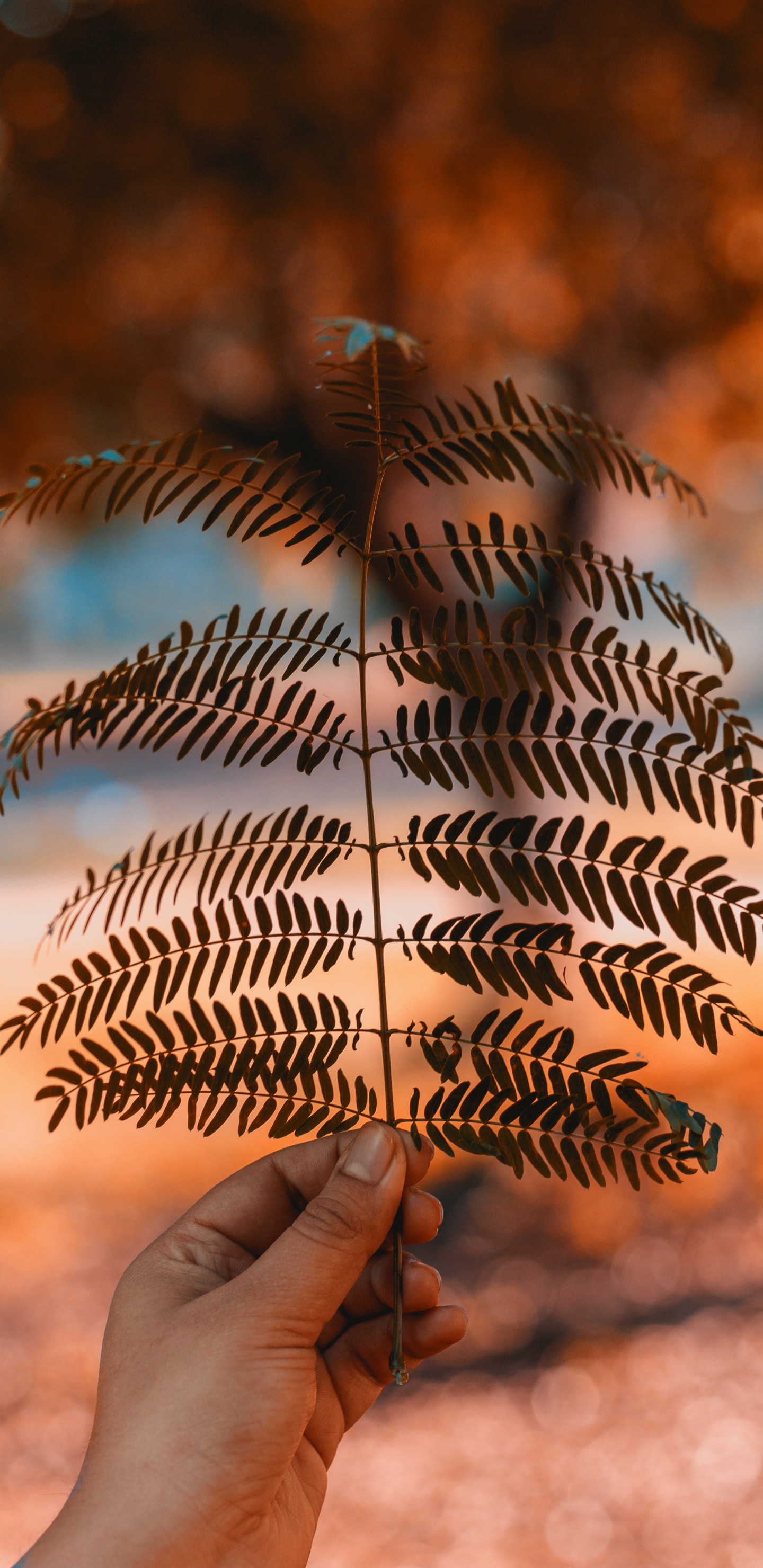 Feuille, Fougère, Lumière, Usine, Plantes Vasculaires. Wallpaper in 1440x2960 Resolution