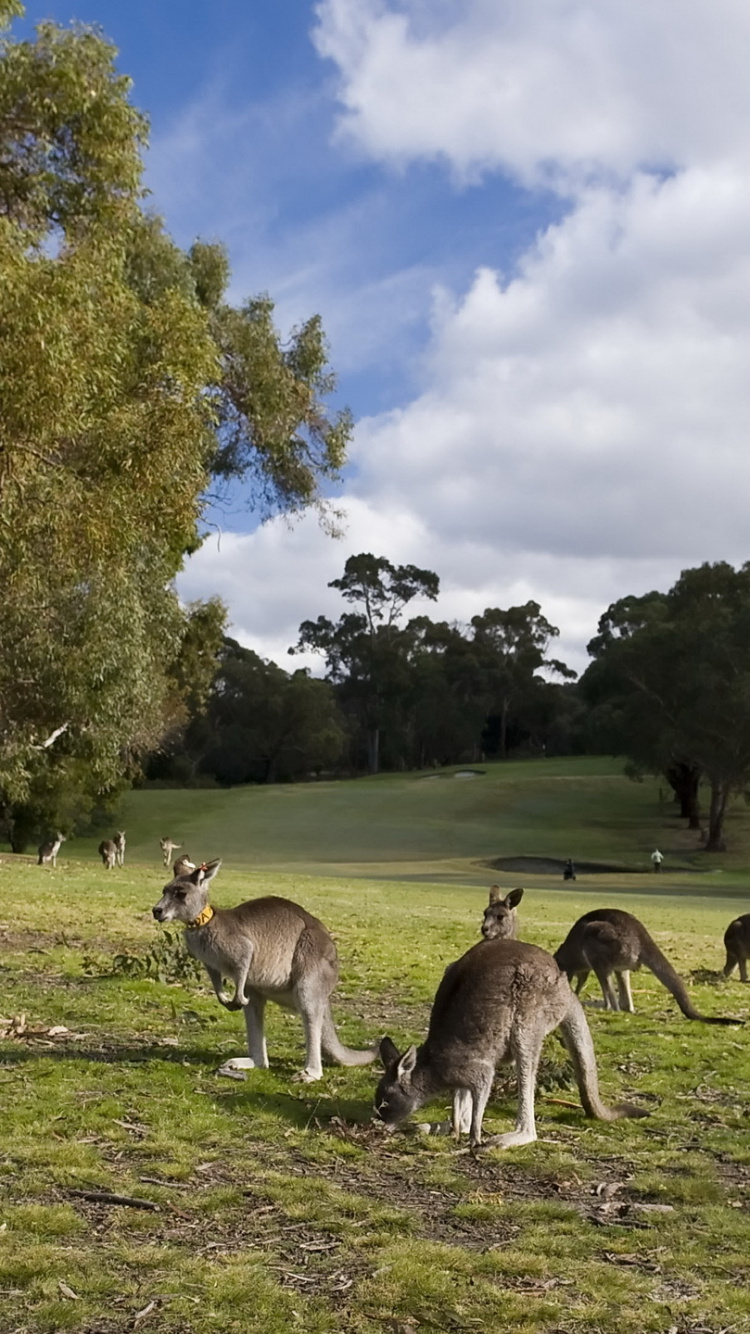 Herd of Deer on Green Grass Field During Daytime. Wallpaper in 750x1334 Resolution