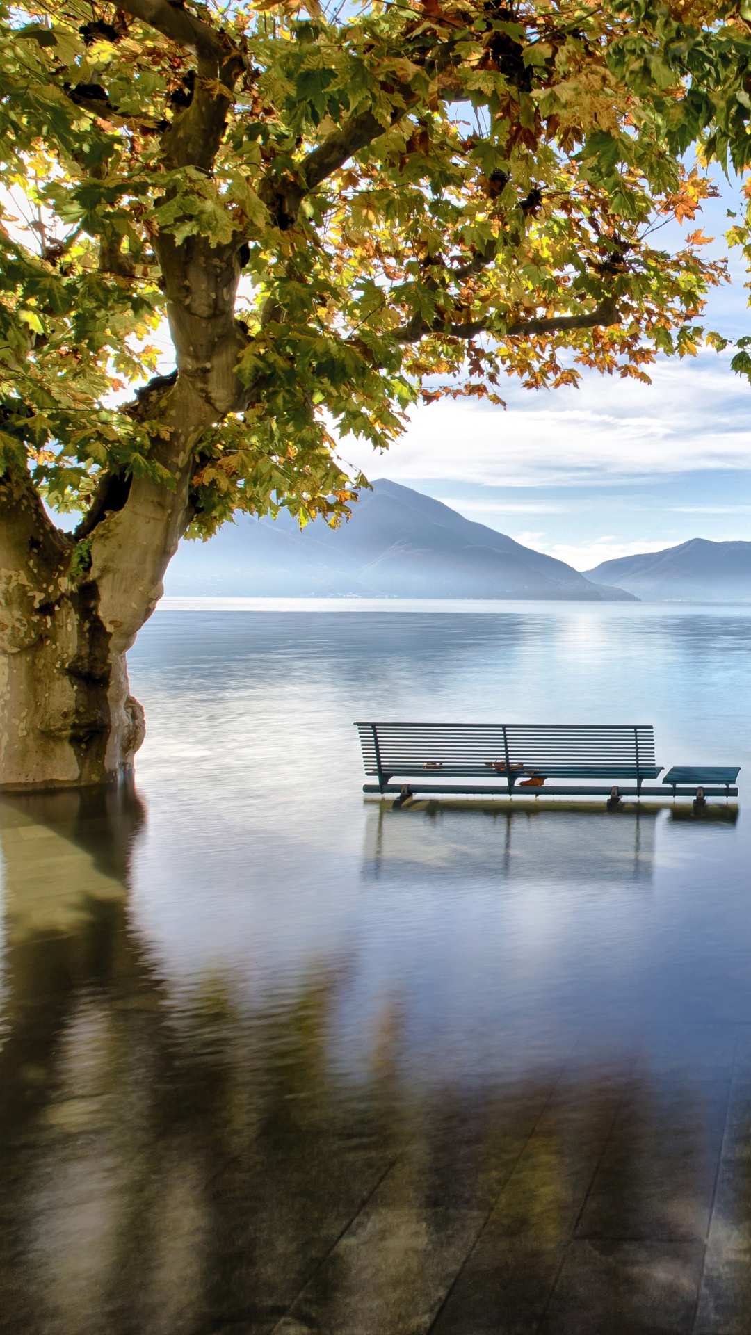 Green Tree Near Body of Water During Daytime. Wallpaper in 1080x1920 Resolution