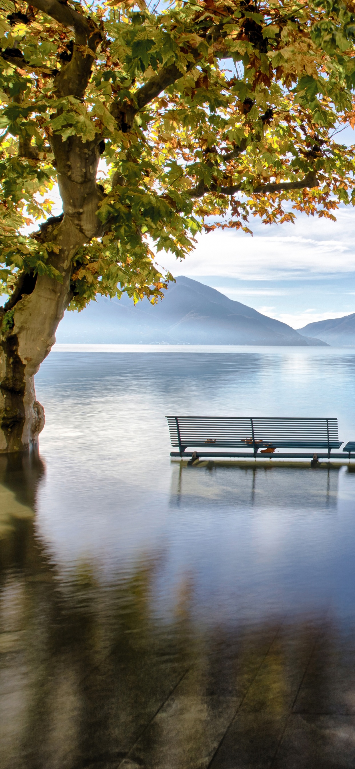 Green Tree Near Body of Water During Daytime. Wallpaper in 1242x2688 Resolution