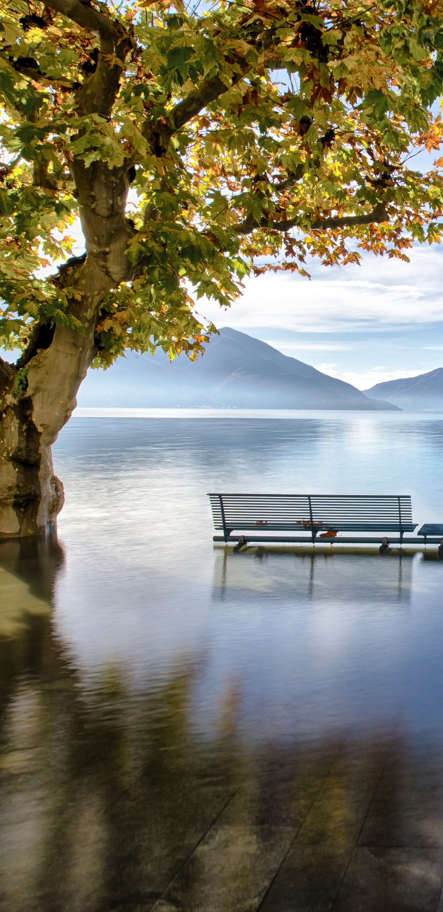 Green Tree Near Body of Water During Daytime. Wallpaper in 1440x2960 Resolution