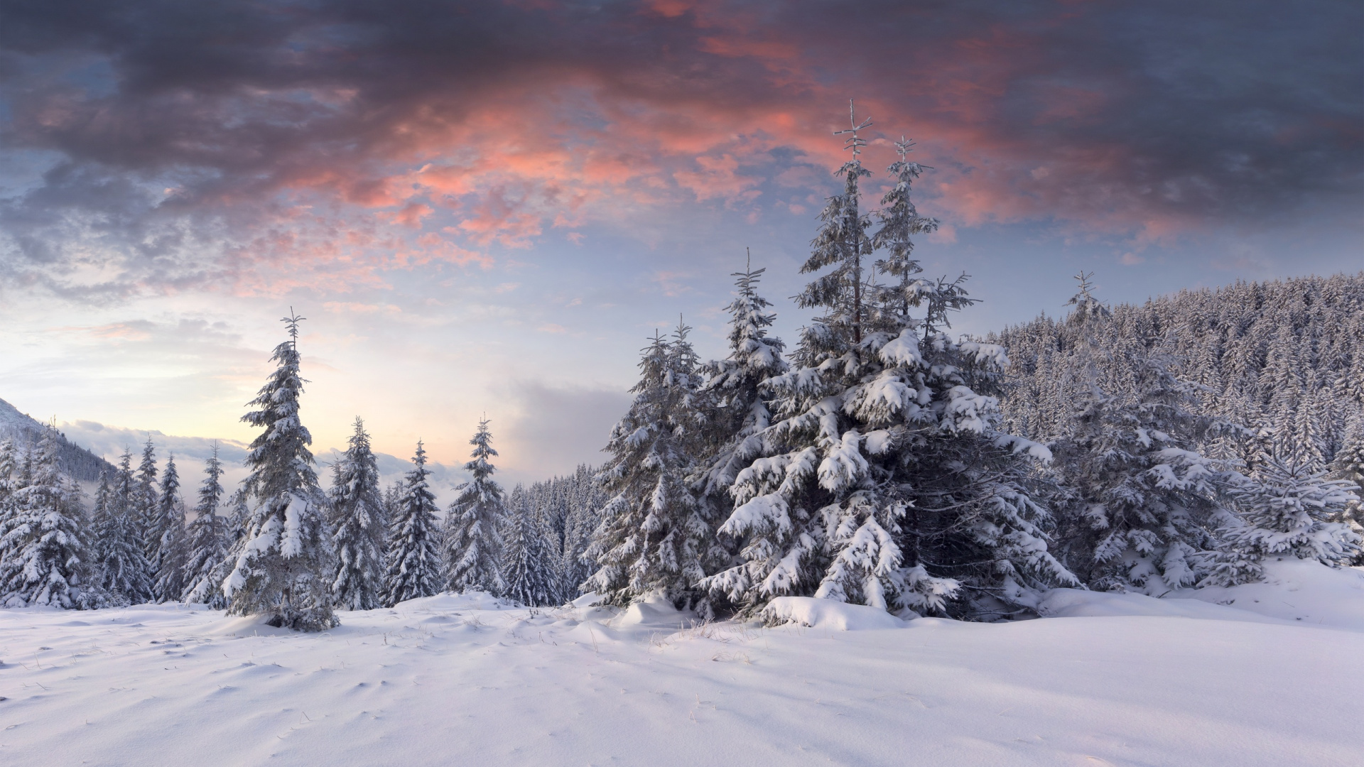 Pins Couverts de Neige au Coucher du Soleil. Wallpaper in 1920x1080 Resolution