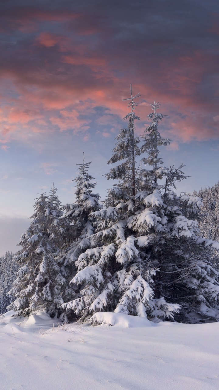 Snow Covered Pine Trees During Sunset. Wallpaper in 720x1280 Resolution