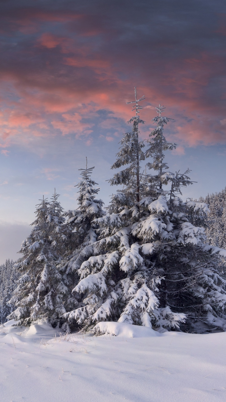 Snow Covered Pine Trees During Sunset. Wallpaper in 750x1334 Resolution