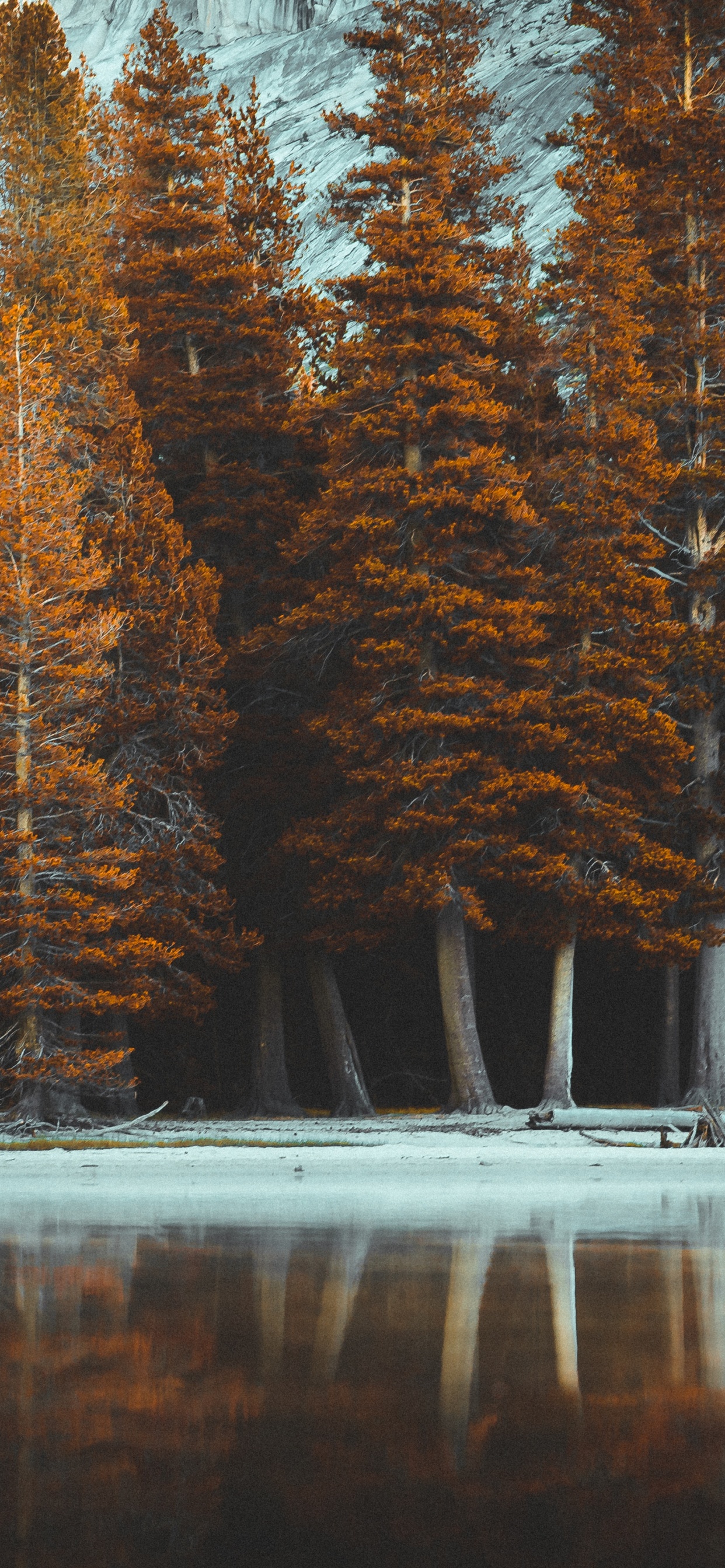 Baum, Natur, Naturlandschaft, Licht, Naruto. Wallpaper in 1242x2688 Resolution