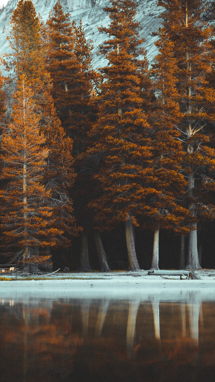 Tree, Nature, Natural Landscape, Light, Naruto. Wallpaper in 720x1280 Resolution