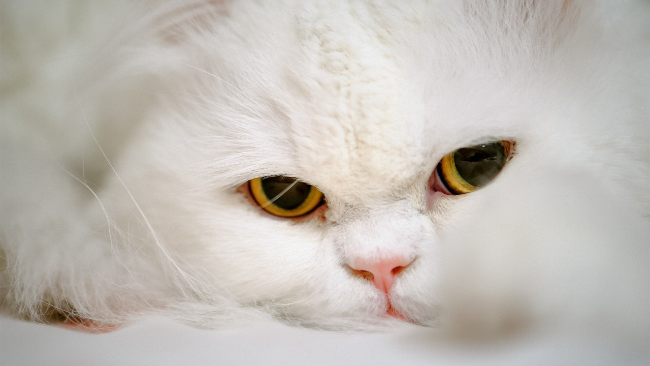 Gato Blanco Con Ojos Amarillos. Wallpaper in 1280x720 Resolution