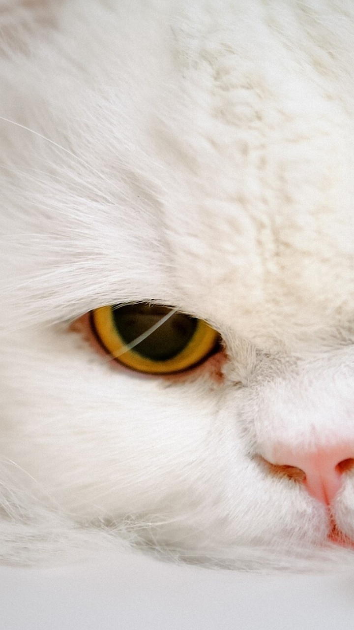 Gato Blanco Con Ojos Amarillos. Wallpaper in 720x1280 Resolution