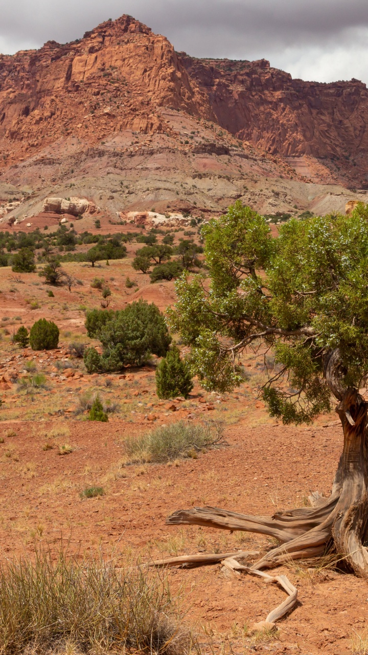 荒野, 自然景观, 植被, 形成 壁纸 720x1280 允许