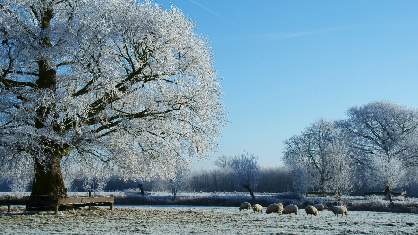 White Trees Near Body of Water During Daytime. Wallpaper in 1366x768 Resolution