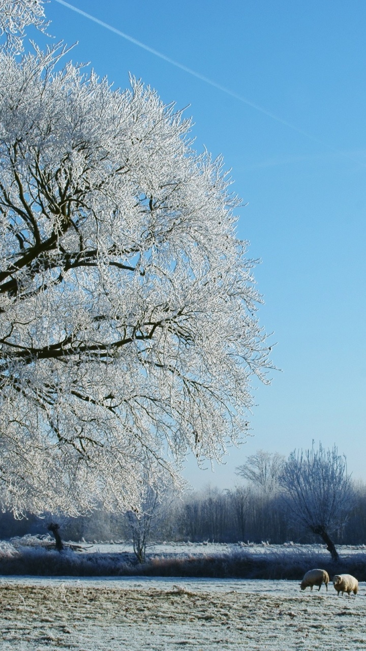 Arbres Blancs Près du Plan D'eau Pendant la Journée. Wallpaper in 720x1280 Resolution