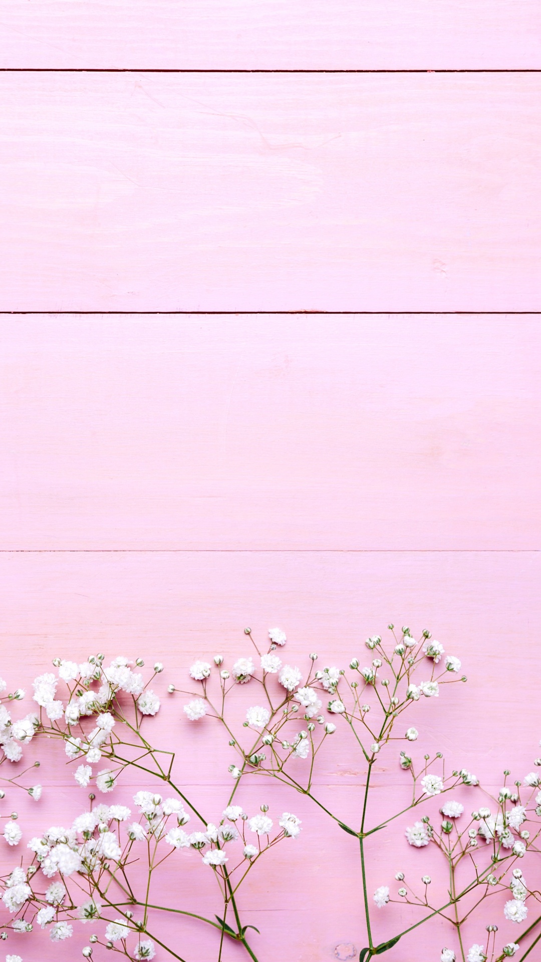 Flor de Cerezo Blanco en Flor Durante el Día. Wallpaper in 1080x1920 Resolution