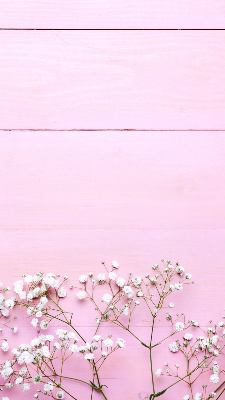 Flor de Cerezo Blanco en Flor Durante el Día. Wallpaper in 720x1280 Resolution