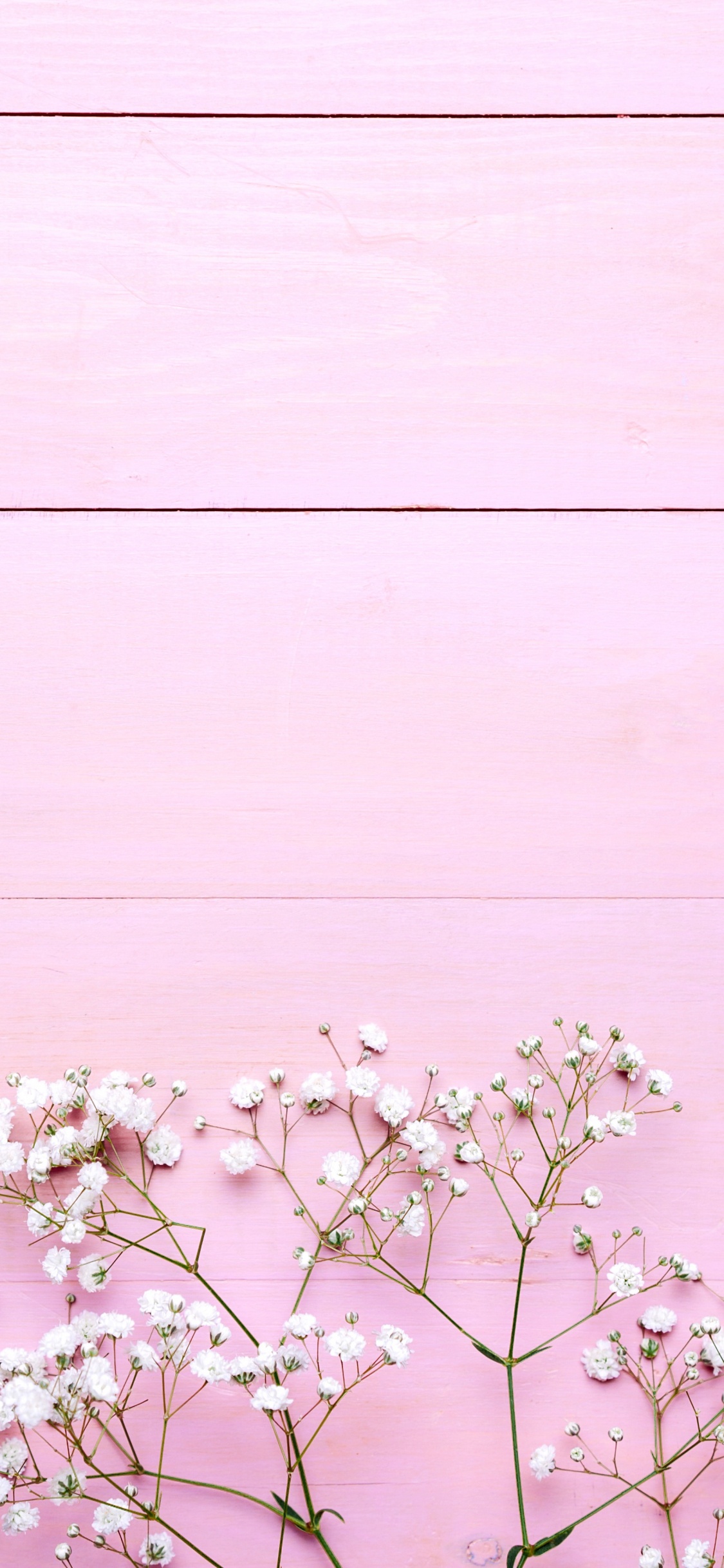 White Cherry Blossom in Bloom During Daytime. Wallpaper in 1125x2436 Resolution