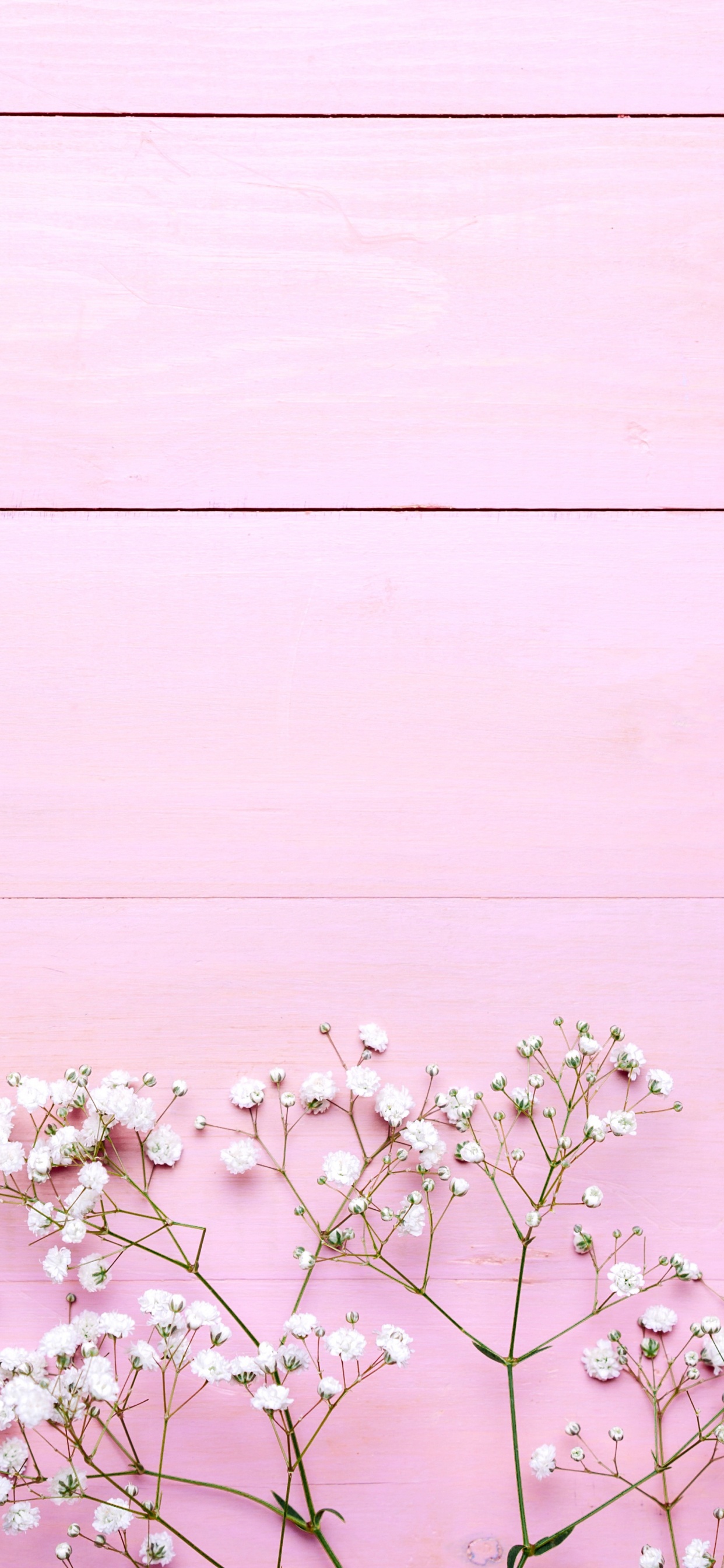 White Cherry Blossom in Bloom During Daytime. Wallpaper in 1242x2688 Resolution