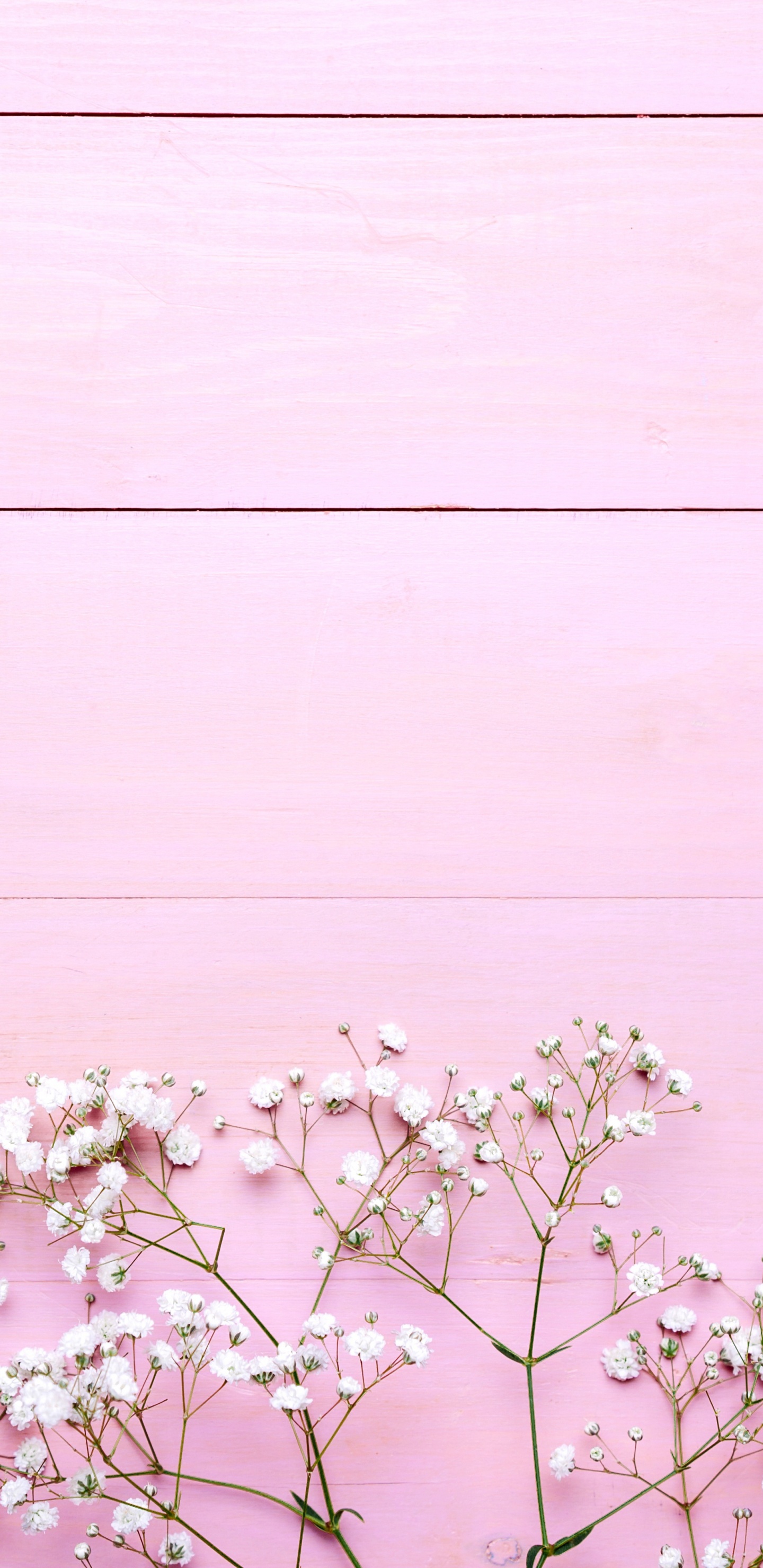 White Cherry Blossom in Bloom During Daytime. Wallpaper in 1440x2960 Resolution