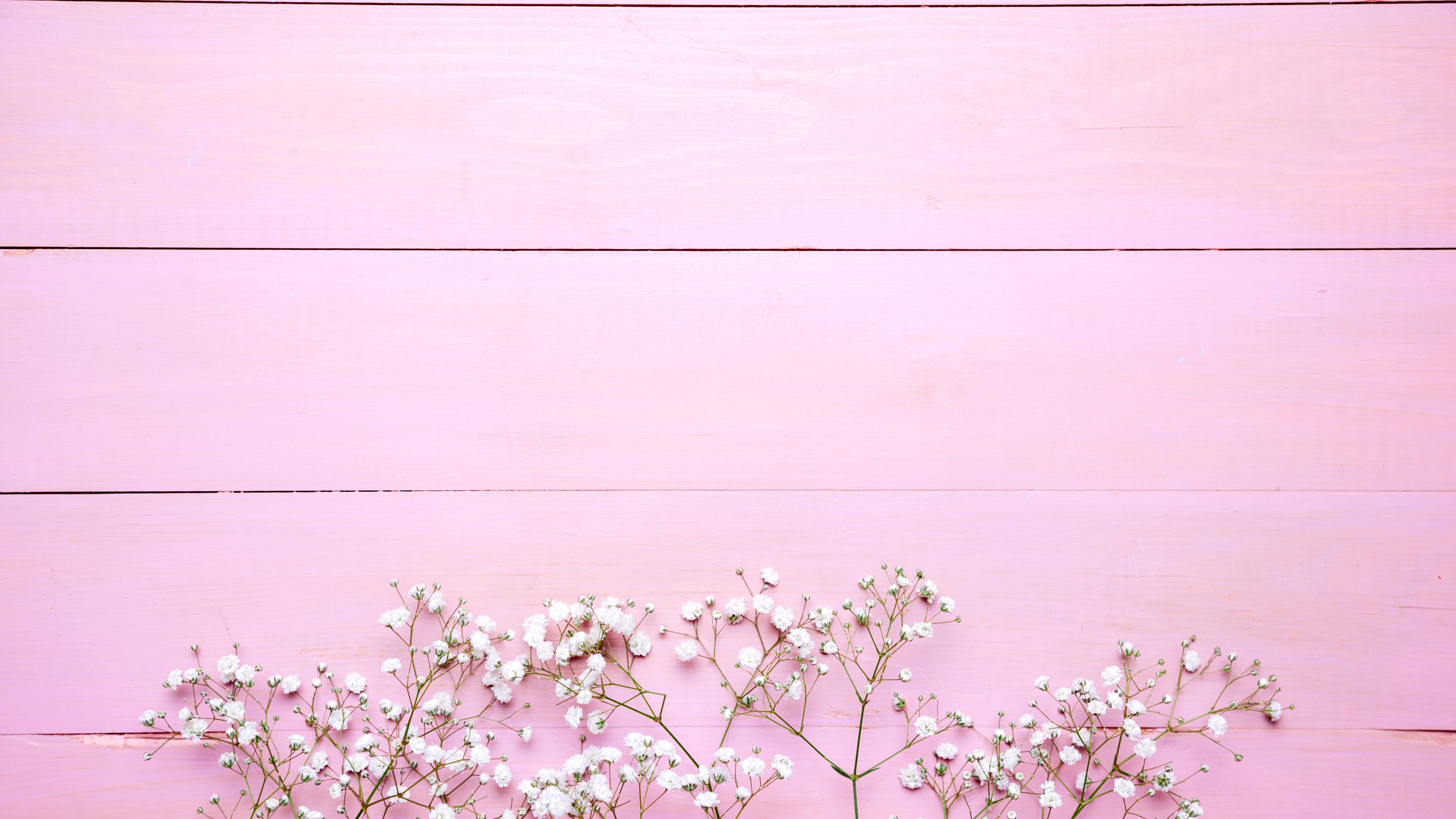 White Cherry Blossom in Bloom During Daytime. Wallpaper in 2560x1440 Resolution