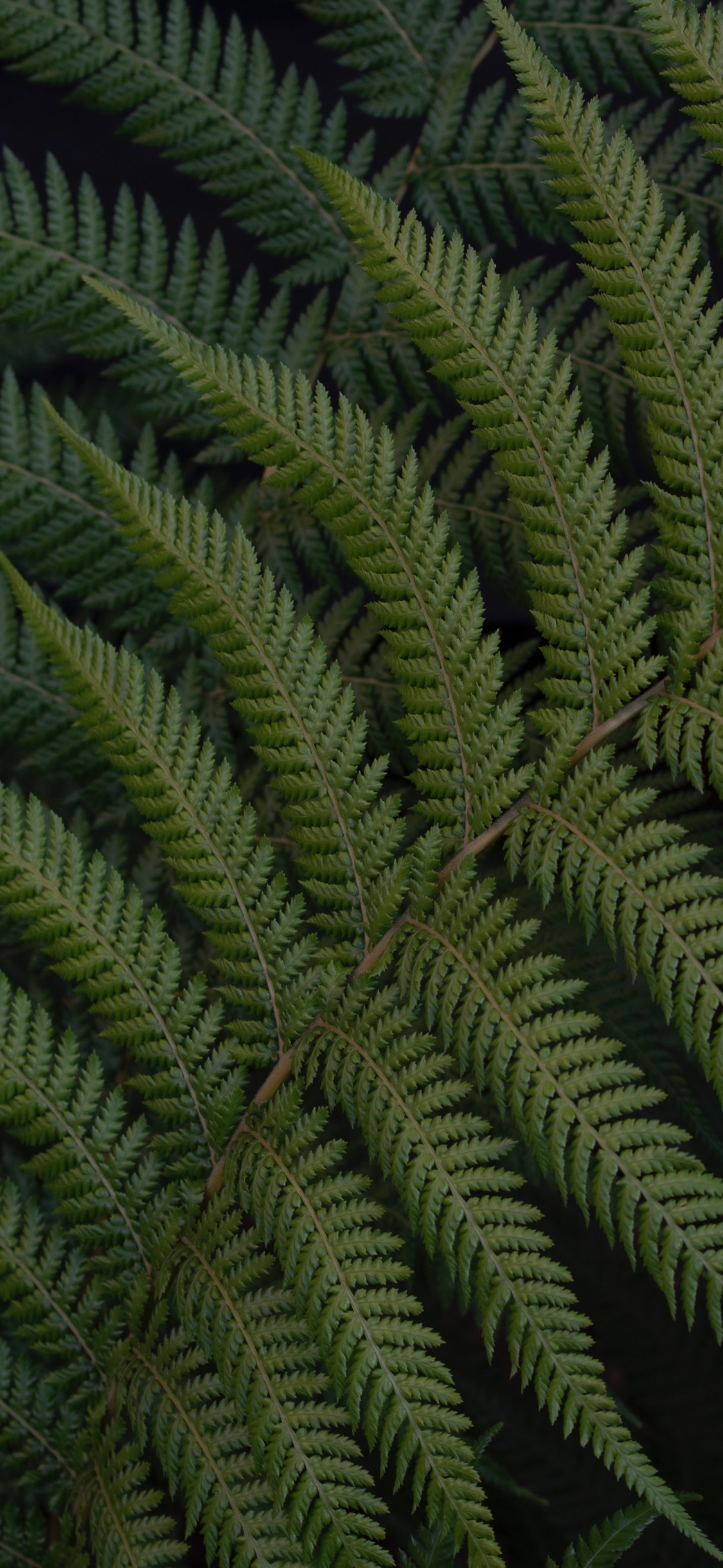 Fougère, Feuille, Green, Végétation, Plante Terrestre. Wallpaper in 1125x2436 Resolution