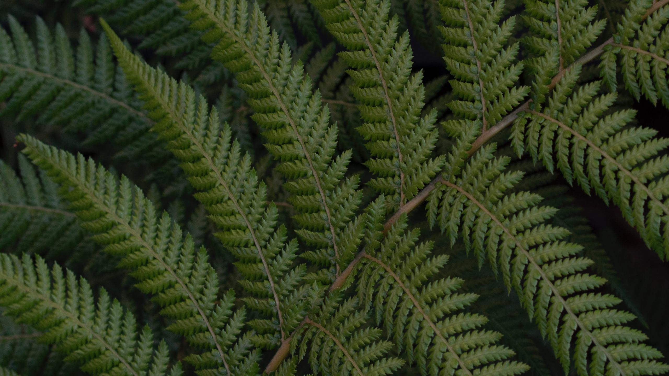 Fougère, Feuille, Green, Végétation, Plante Terrestre. Wallpaper in 2560x1440 Resolution
