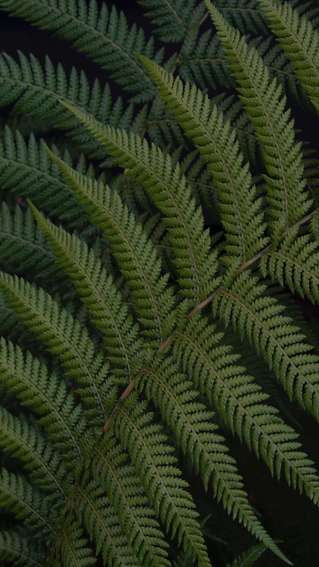 Fern, Leaf, Green, Vegetation, Terrestrial Plant. Wallpaper in 1080x1920 Resolution