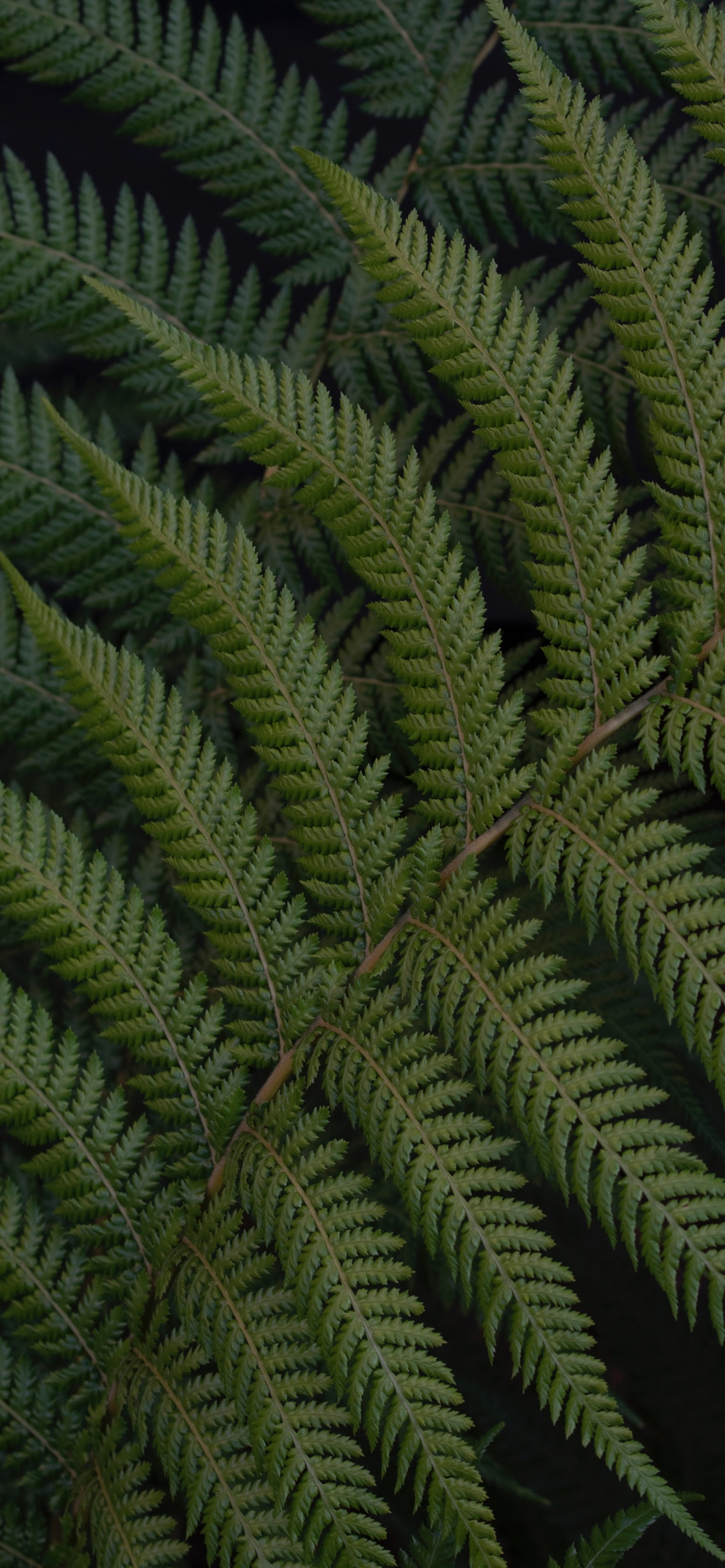 Fern, Leaf, Green, Vegetation, Terrestrial Plant. Wallpaper in 1242x2688 Resolution