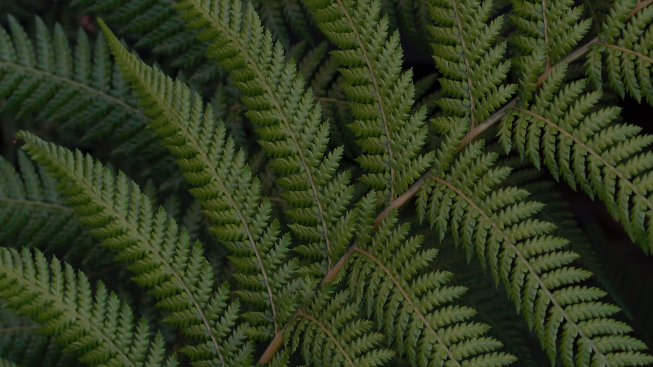 Fern, Leaf, Green, Vegetation, Terrestrial Plant. Wallpaper in 1280x720 Resolution